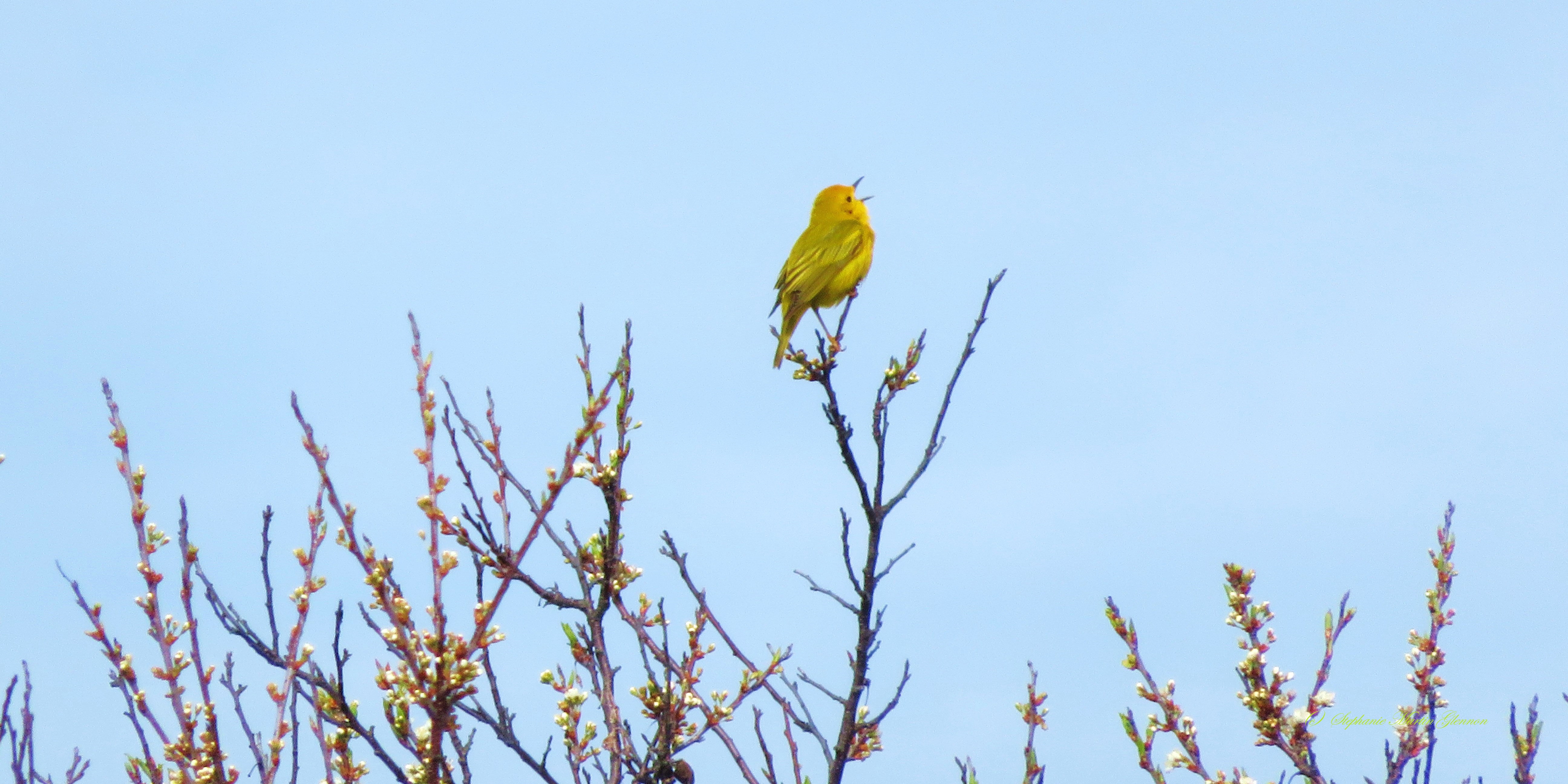 singingyellowbird